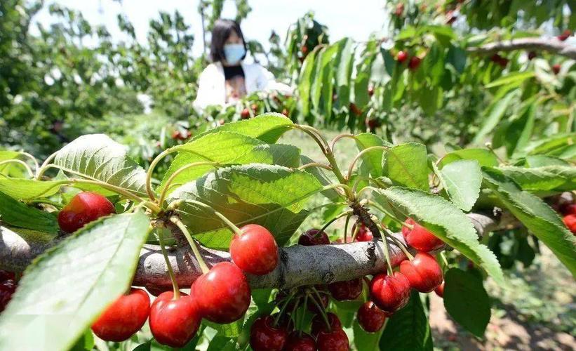 超实用!海淀大樱桃熟了,分享休闲观光采摘线路及电话