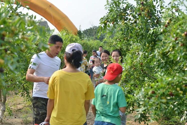 现场全是人,庐江同大镇第三届冬枣采摘节隆重开幕,果园人气爆棚