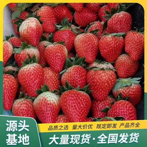 春香草莓苗 观光农业采摘使用 实力工厂 果大匀称 鲁峰园艺